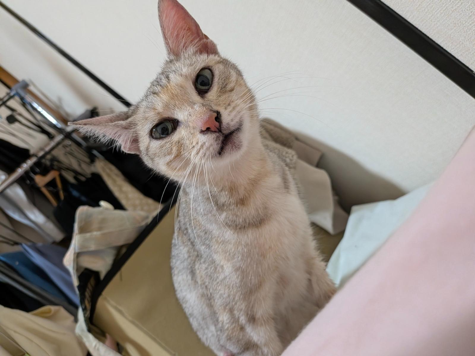 保護された猫
