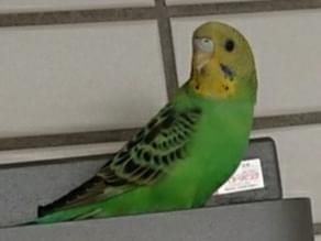 目撃された鳥 目撃された鳥