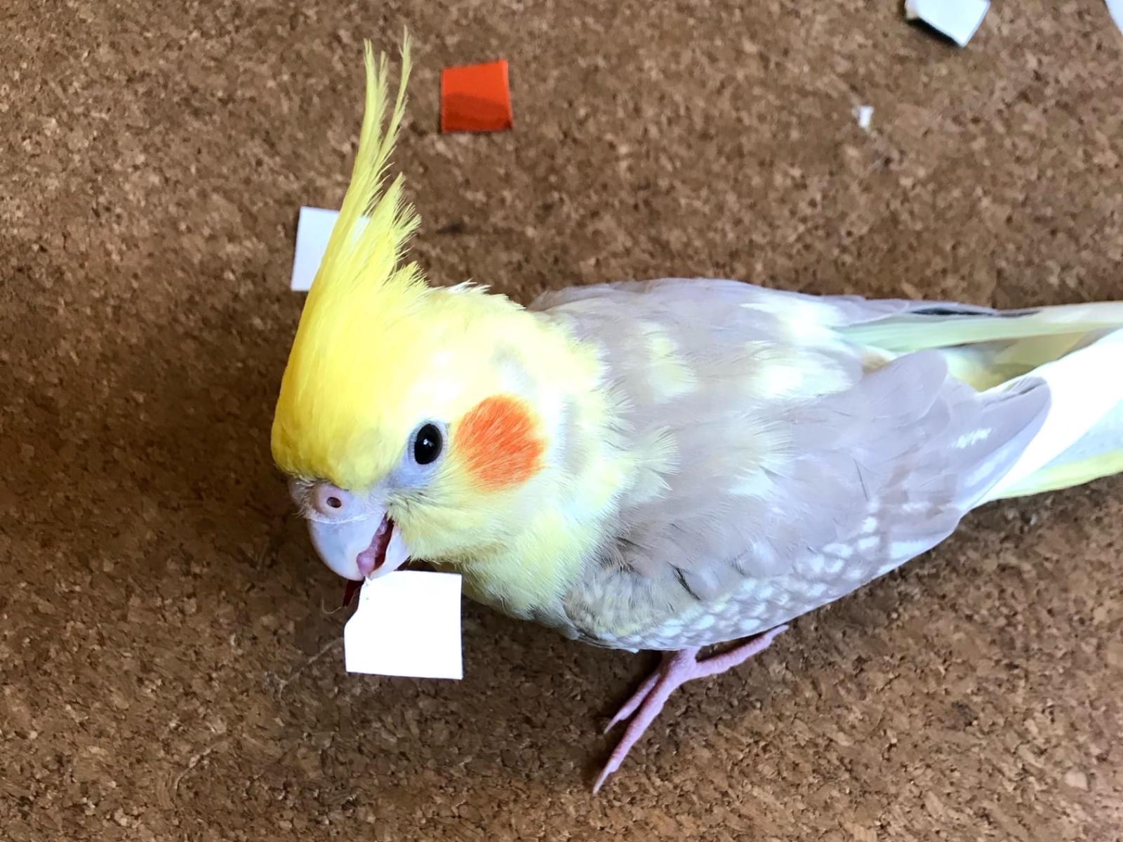 かんろちゃん かんろちゃん