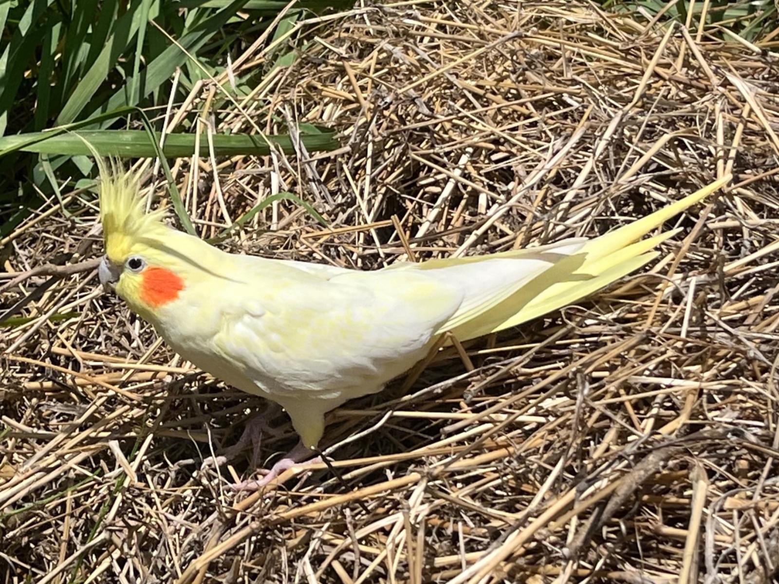 目撃された鳥 目撃された鳥