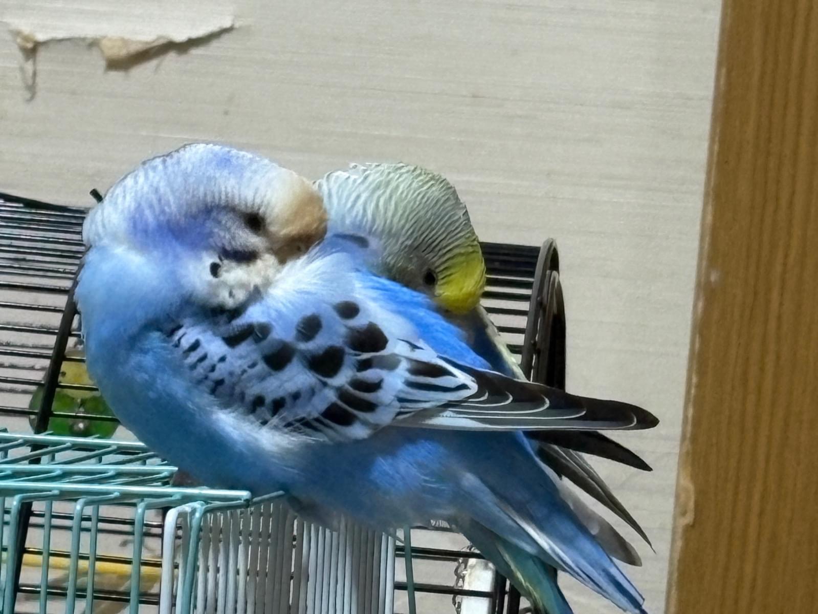 そらちゃん そらちゃん