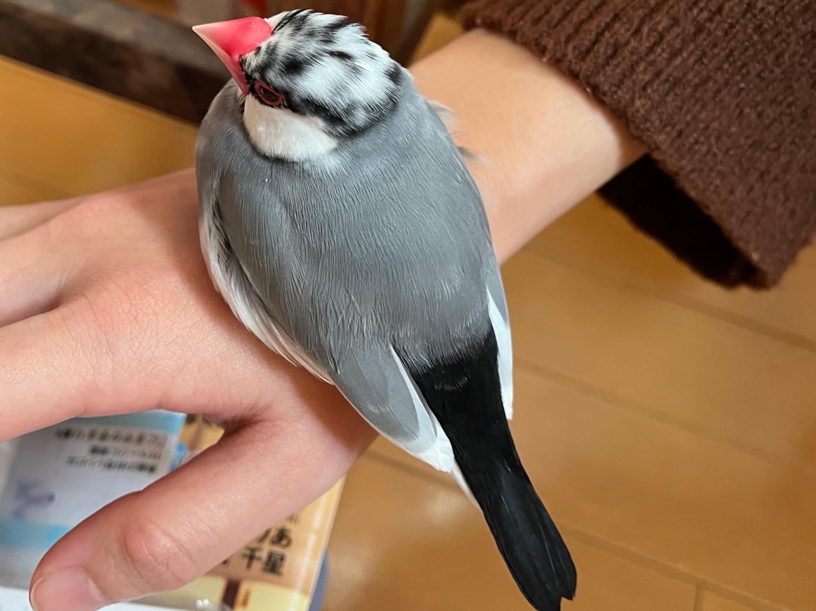 だいちゃん だいちゃん