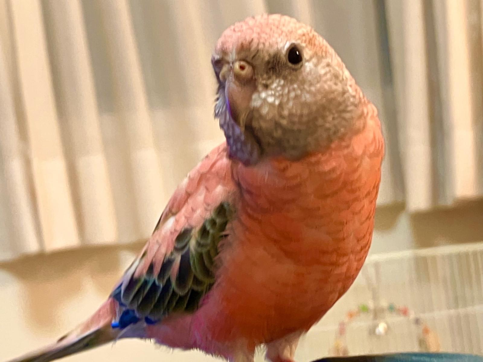 グリちゃん グリちゃん