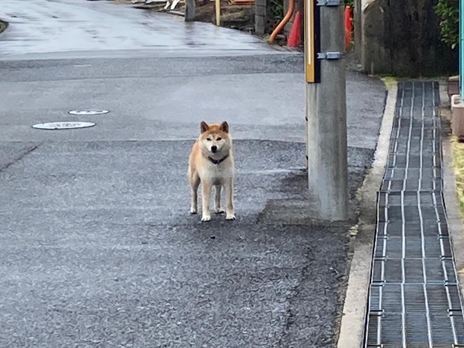 目撃された犬 目撃された犬