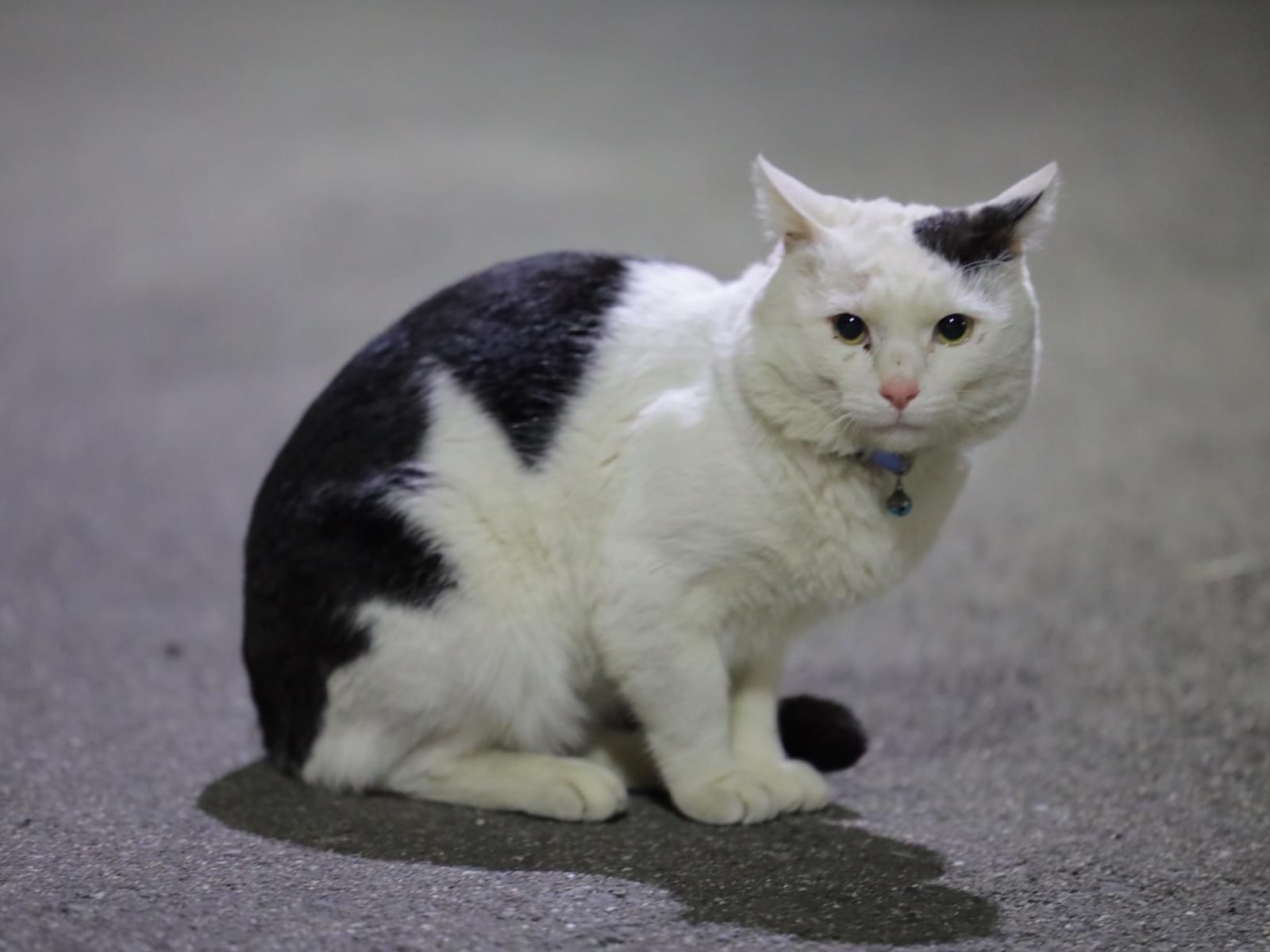 目撃された猫 目撃された猫