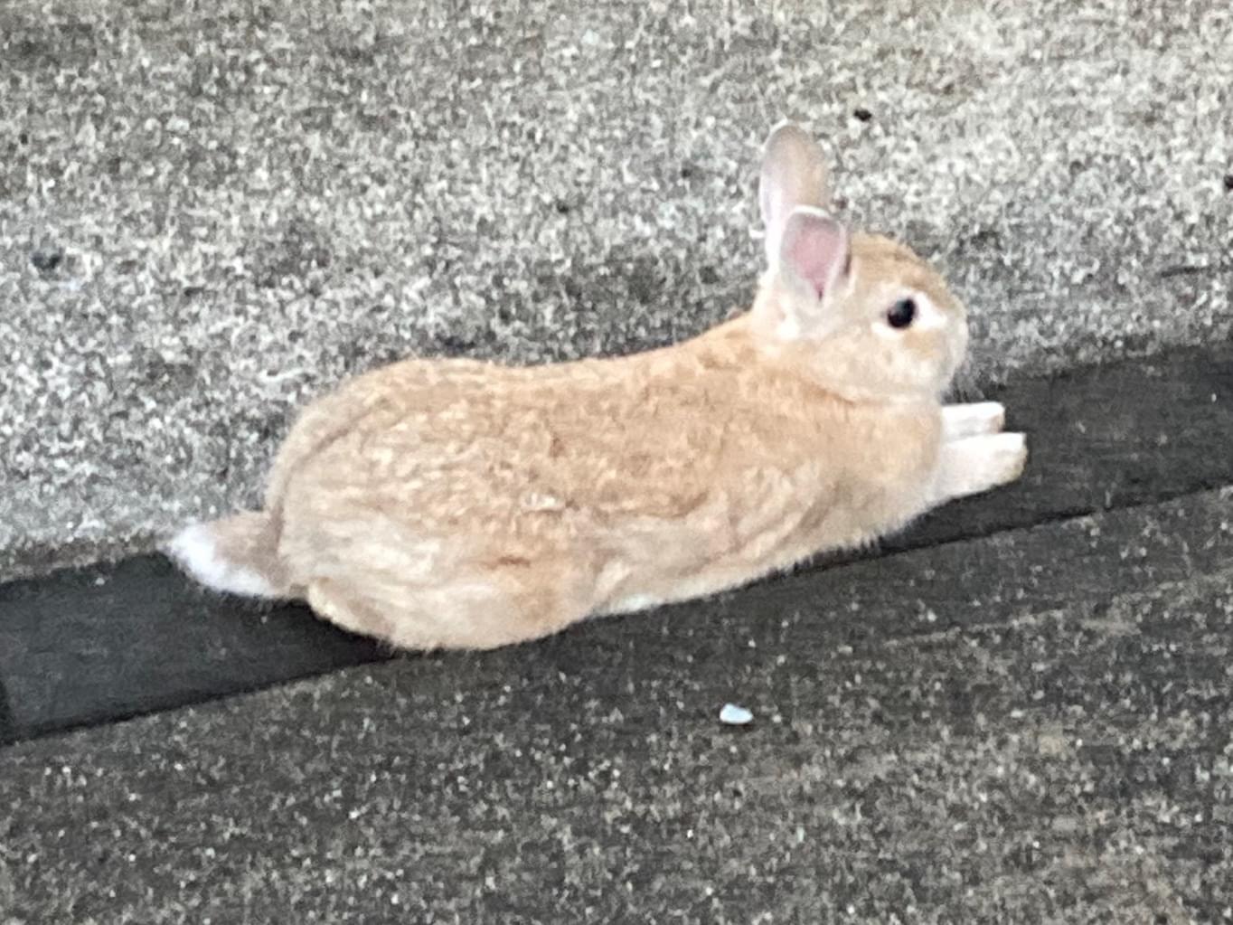 目撃されたペット 目撃されたペット