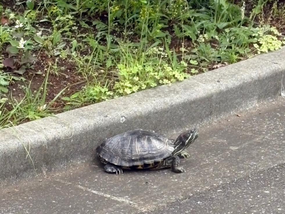 カメちゃん カメちゃん