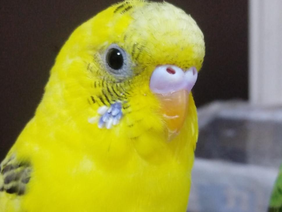きいちゃん きいちゃん