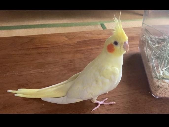 ふぅちゃん ふぅちゃん