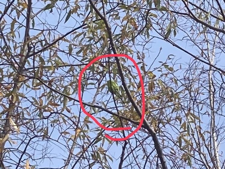 目撃された鳥 目撃された鳥