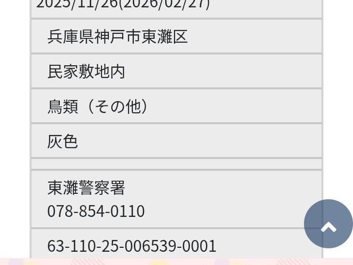 保護された鳥 保護された鳥