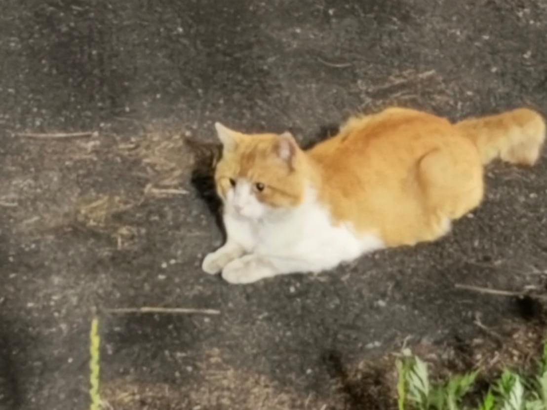 目撃された猫