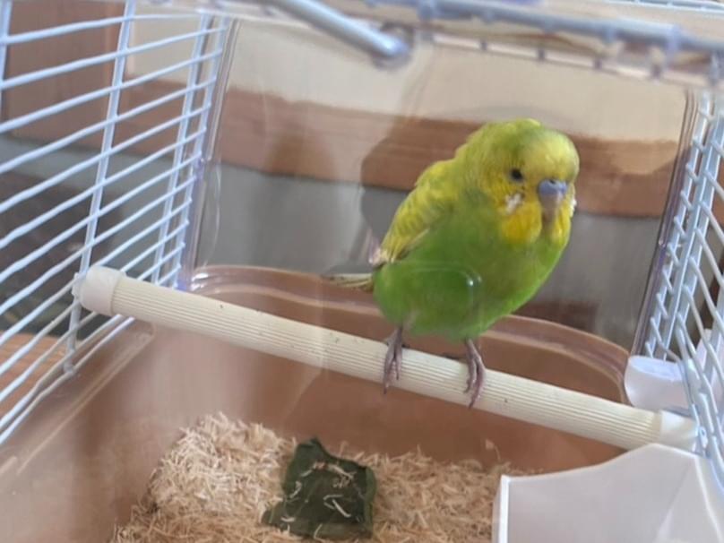 保護された鳥 保護された鳥