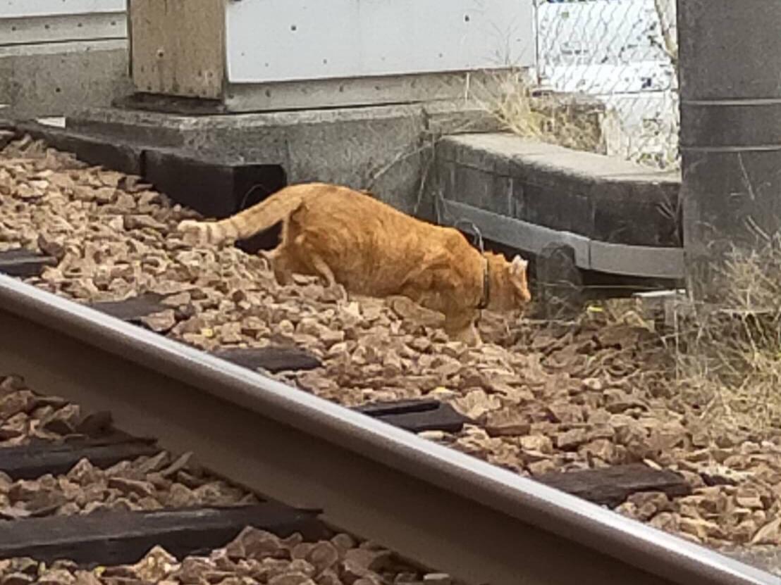 目撃された猫 目撃された猫