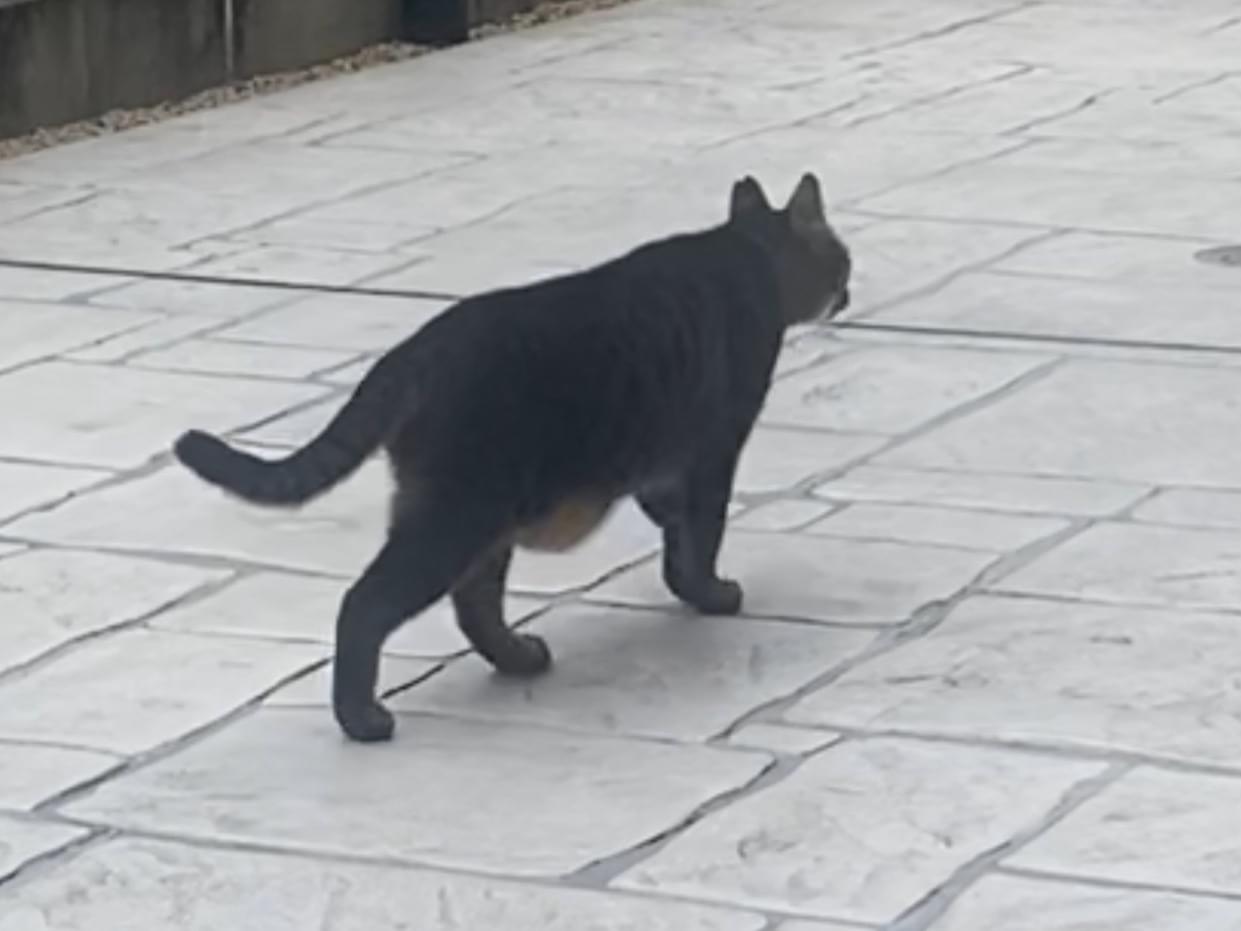目撃された猫 目撃された猫