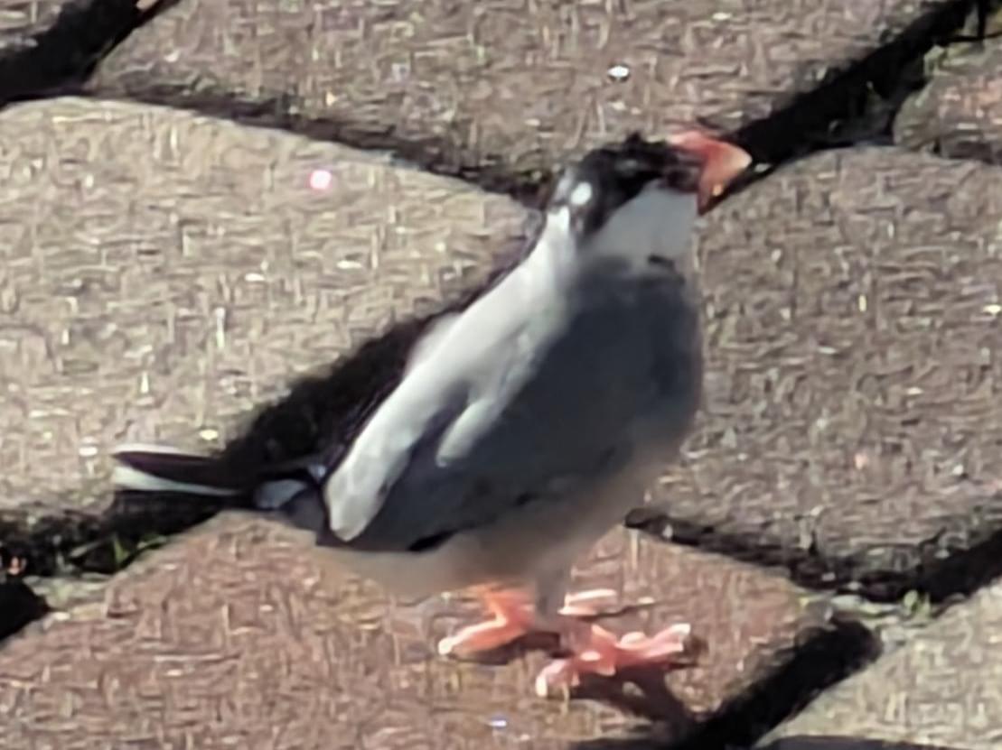 目撃された鳥 目撃された鳥