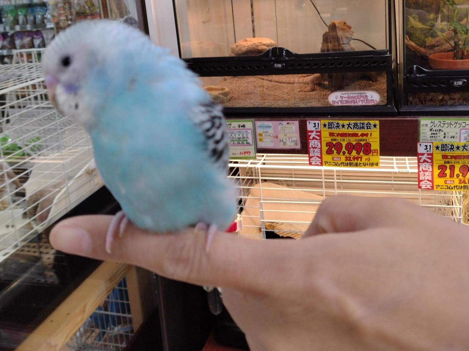 ティナちゃん ティナちゃん