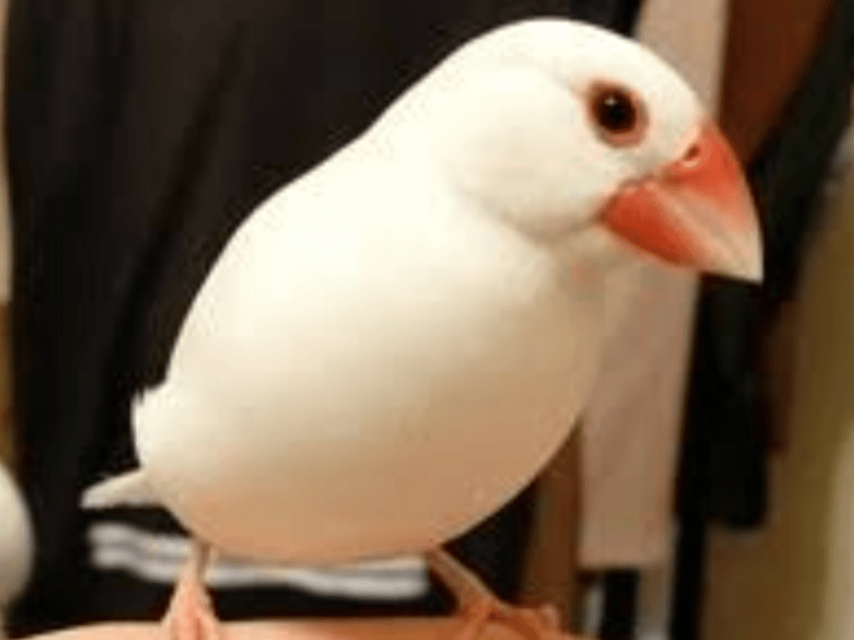 しろちゃん しろちゃん
