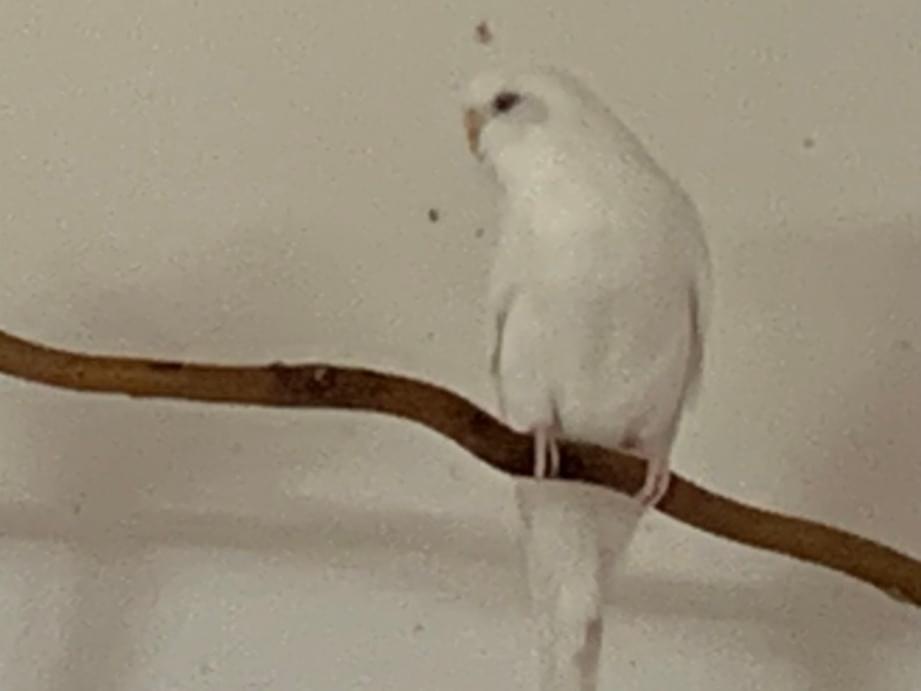 しろちゃん しろちゃん