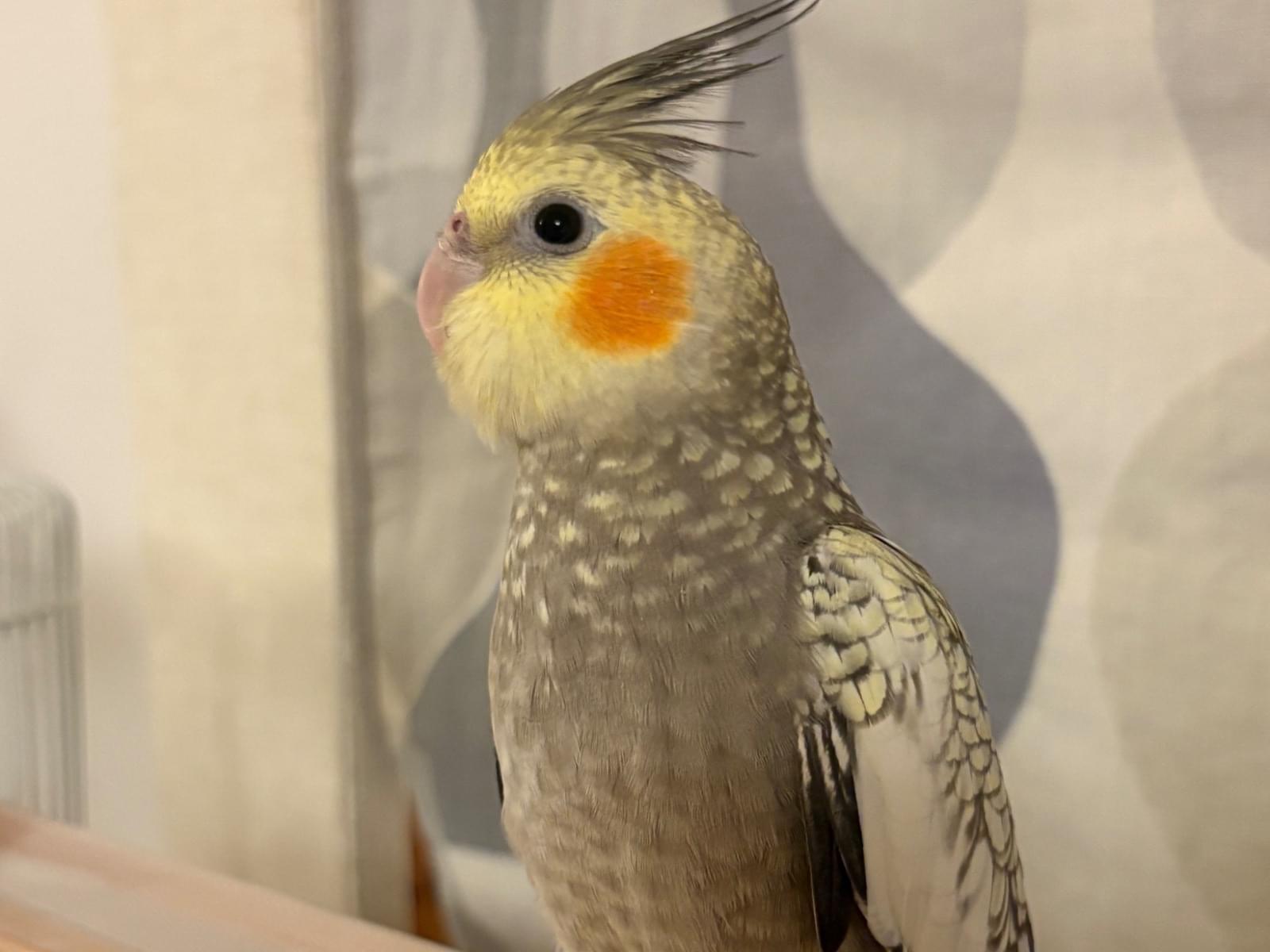 ホルスちゃん ホルスちゃん