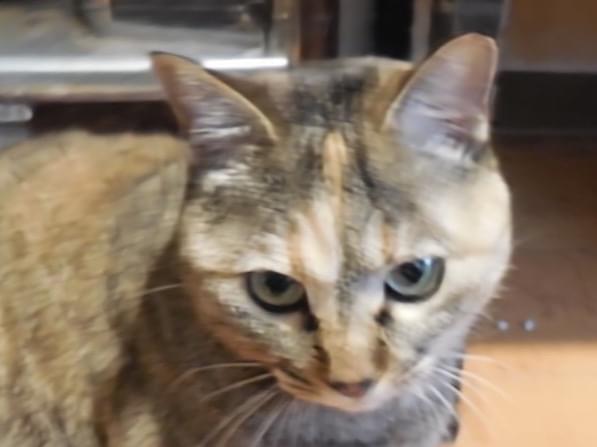 タマちゃん