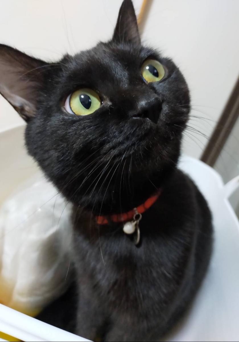 赤い首輪の黒猫 昭和25年頃