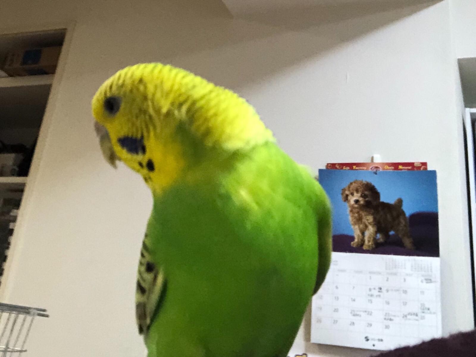 ククちゃん ククちゃん