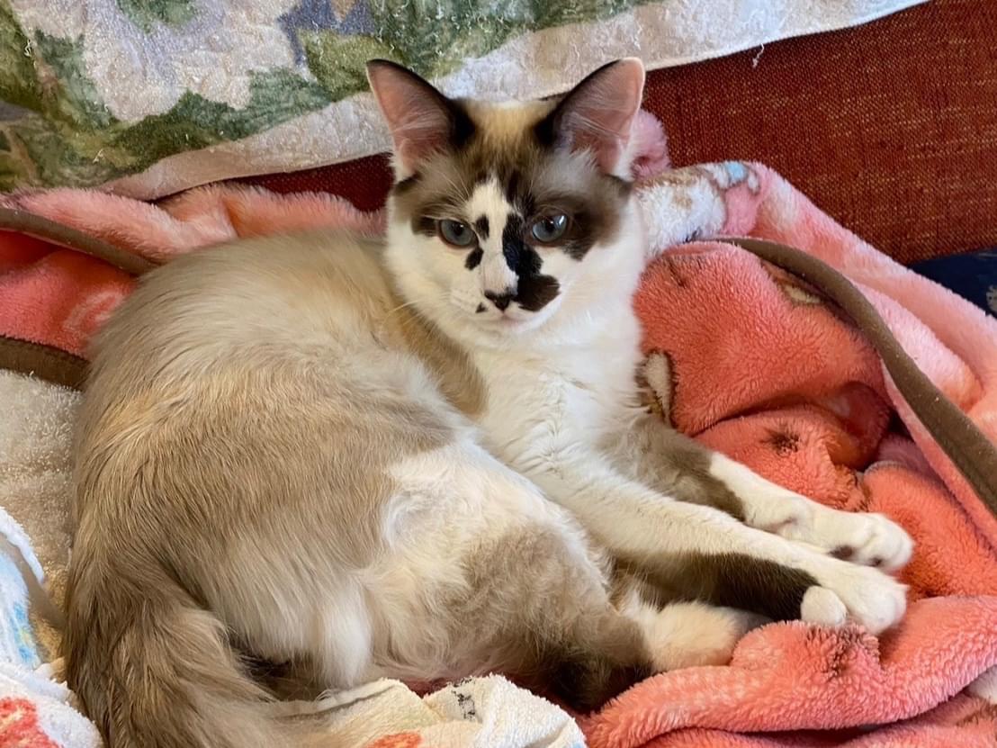 つきまるちゃん つきまるちゃん