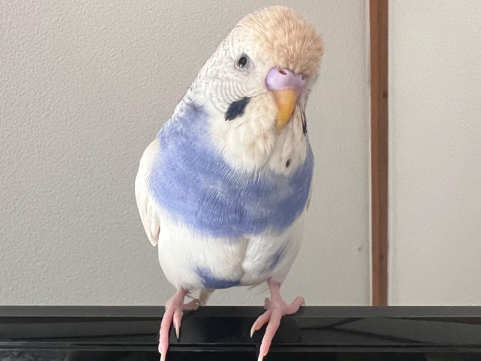 ぴーよんちゃん ぴーよんちゃん