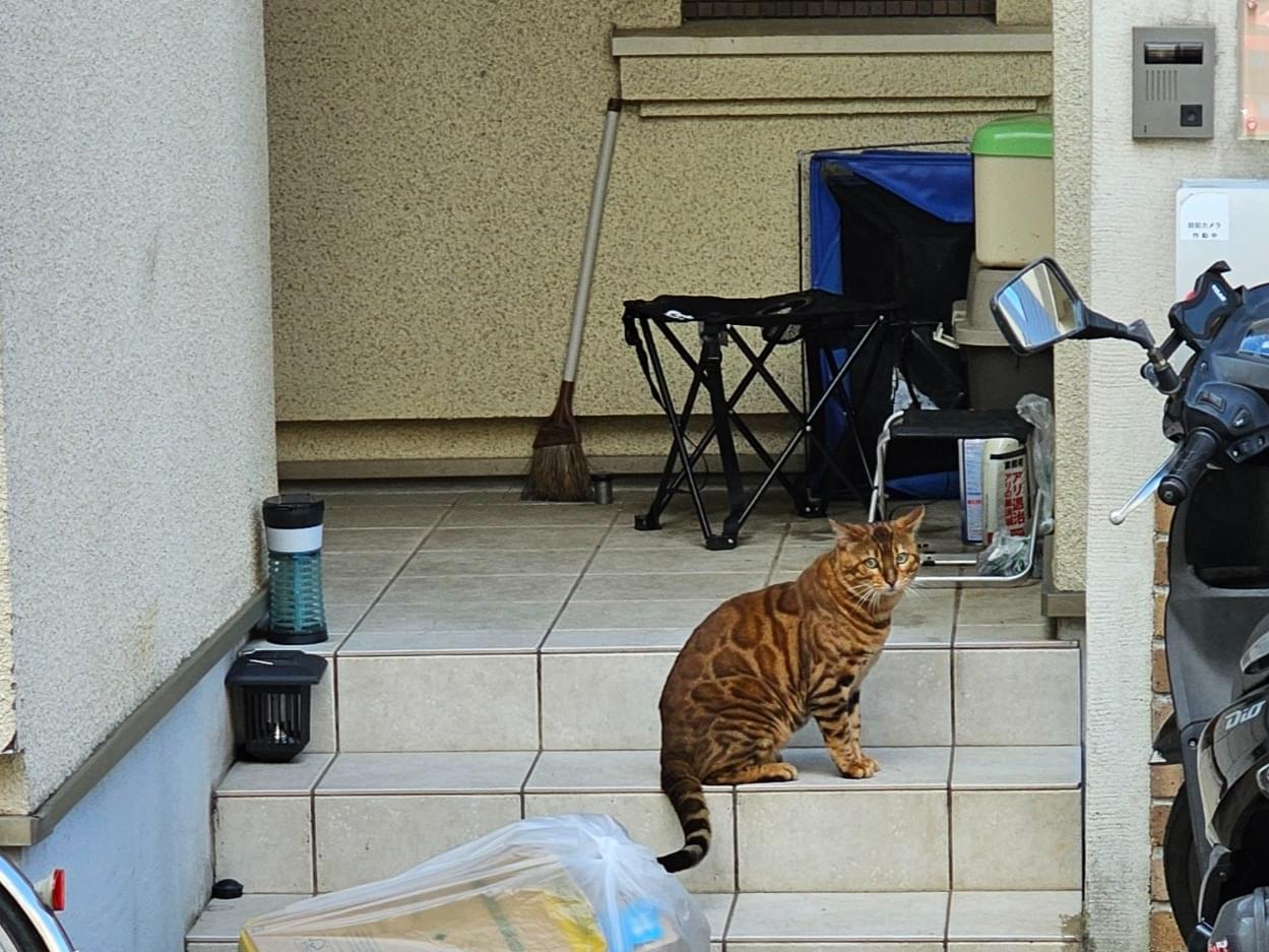 目撃された猫 目撃された猫
