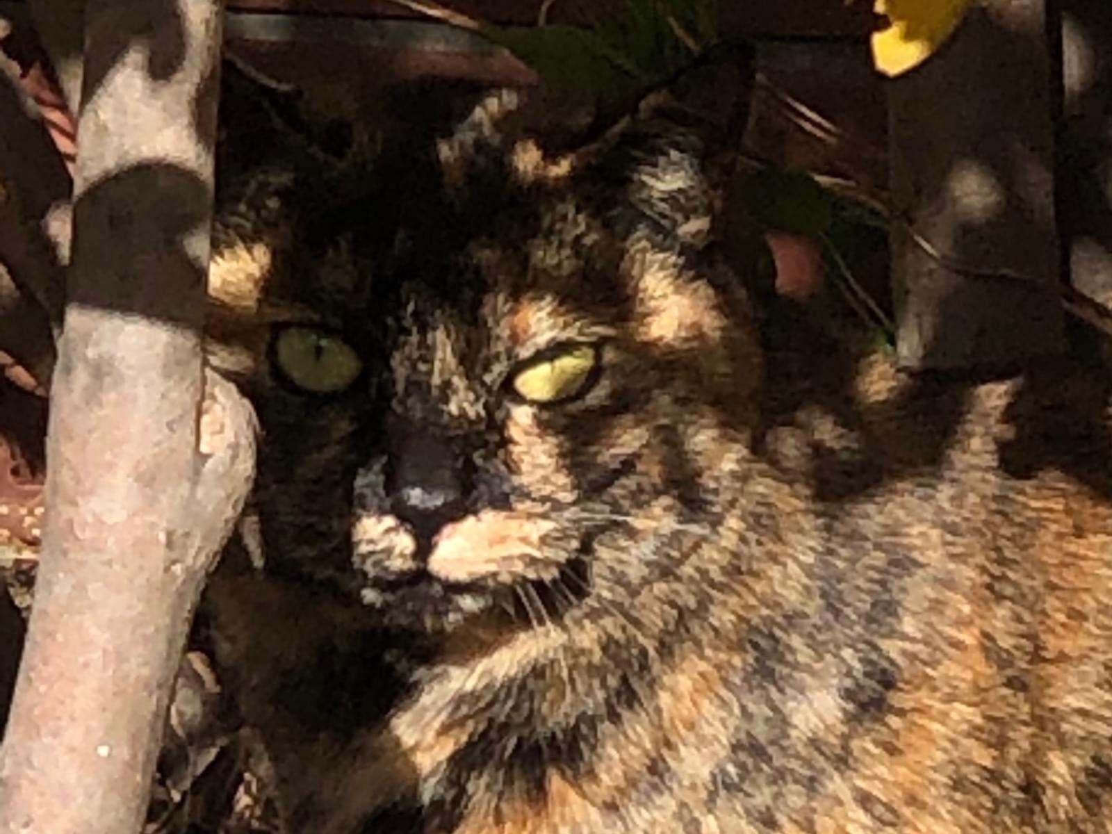 目撃された猫 目撃された猫