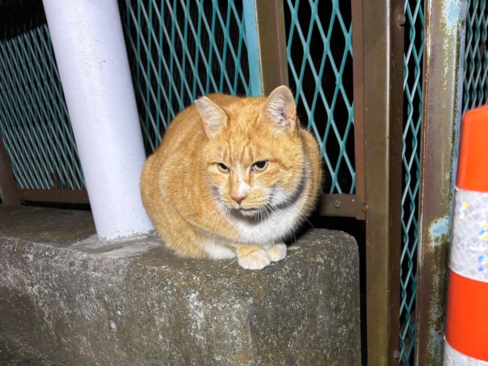 タイガーちゃん タイガーちゃん