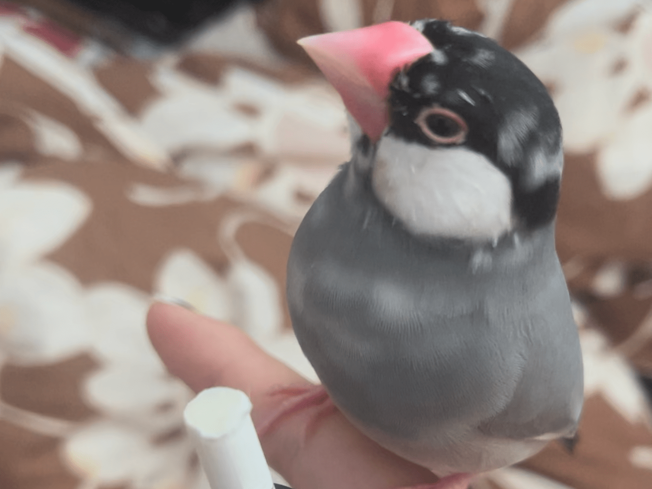 こてつちゃん こてつちゃん