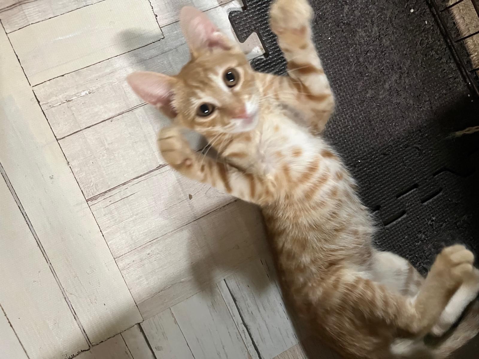 保護された猫 保護された猫