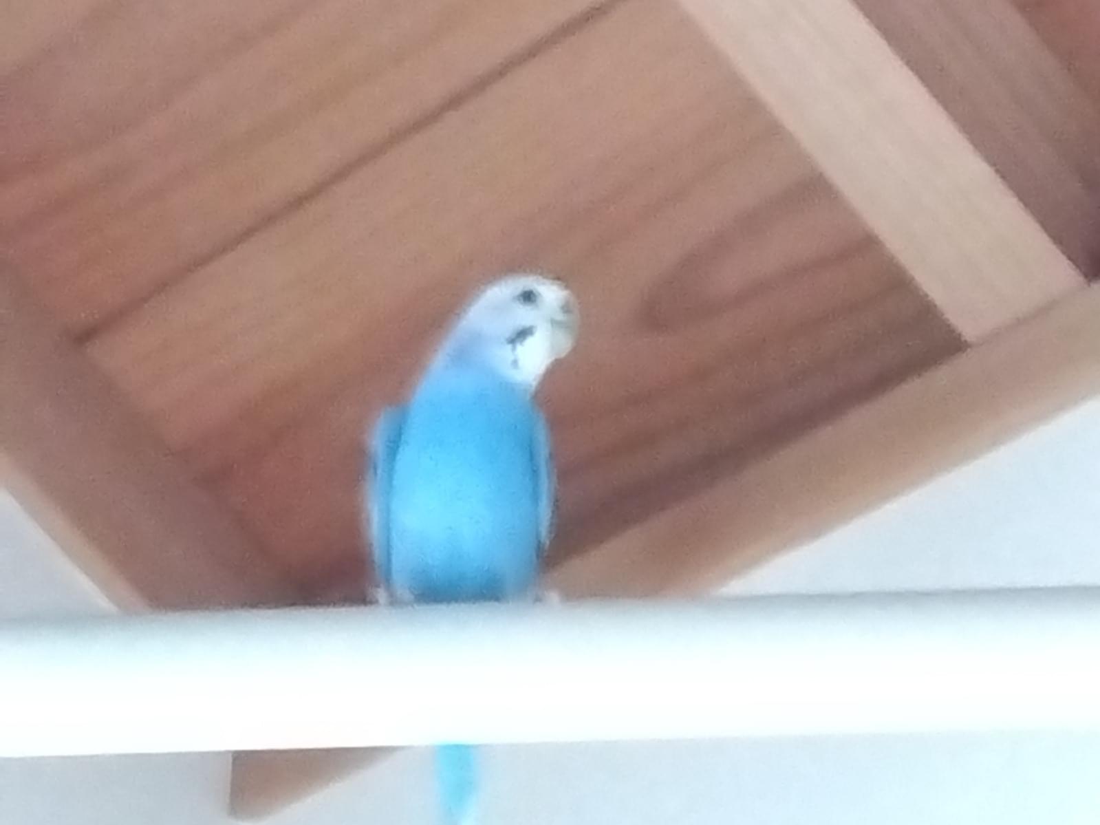 つばさちゃん つばさちゃん