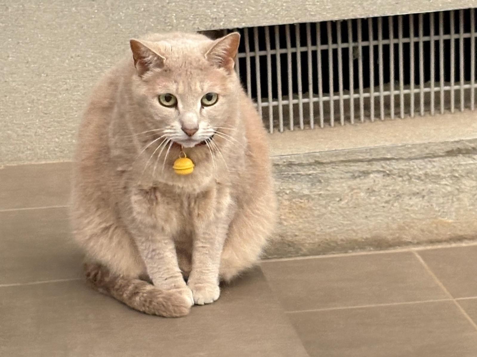 目撃された猫 目撃された猫