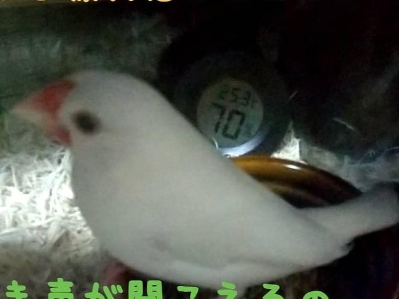 おとちゃん おとちゃん