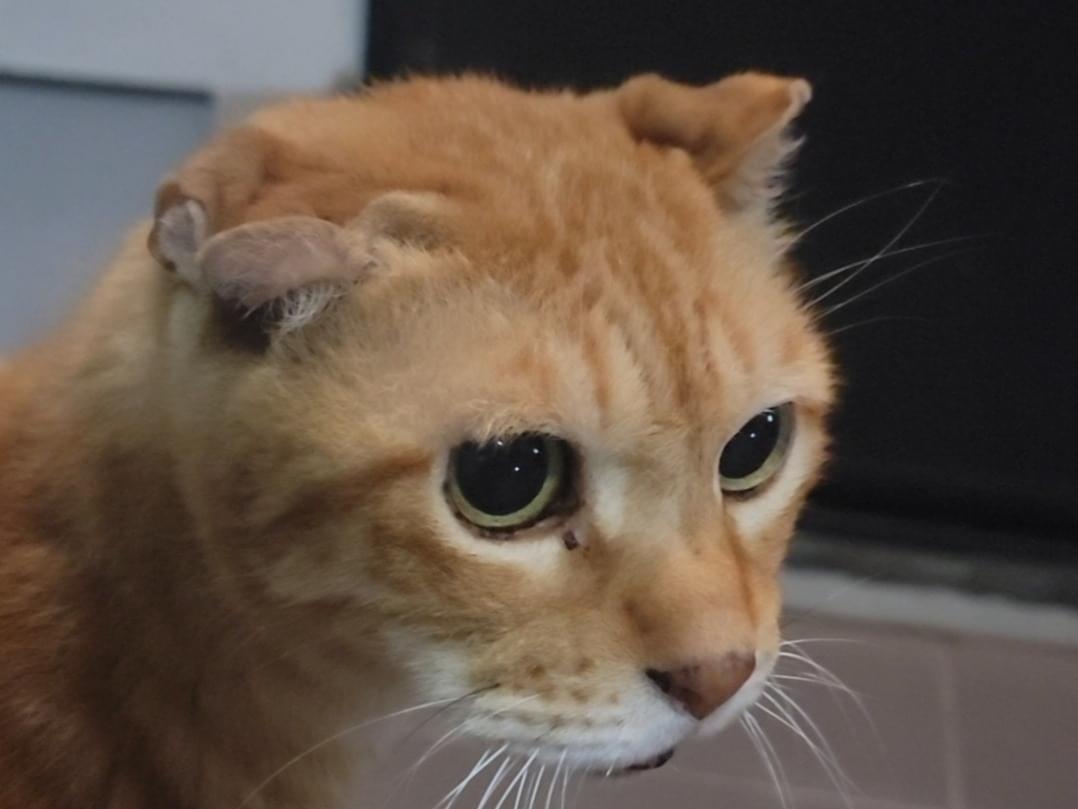 目撃された猫 目撃された猫