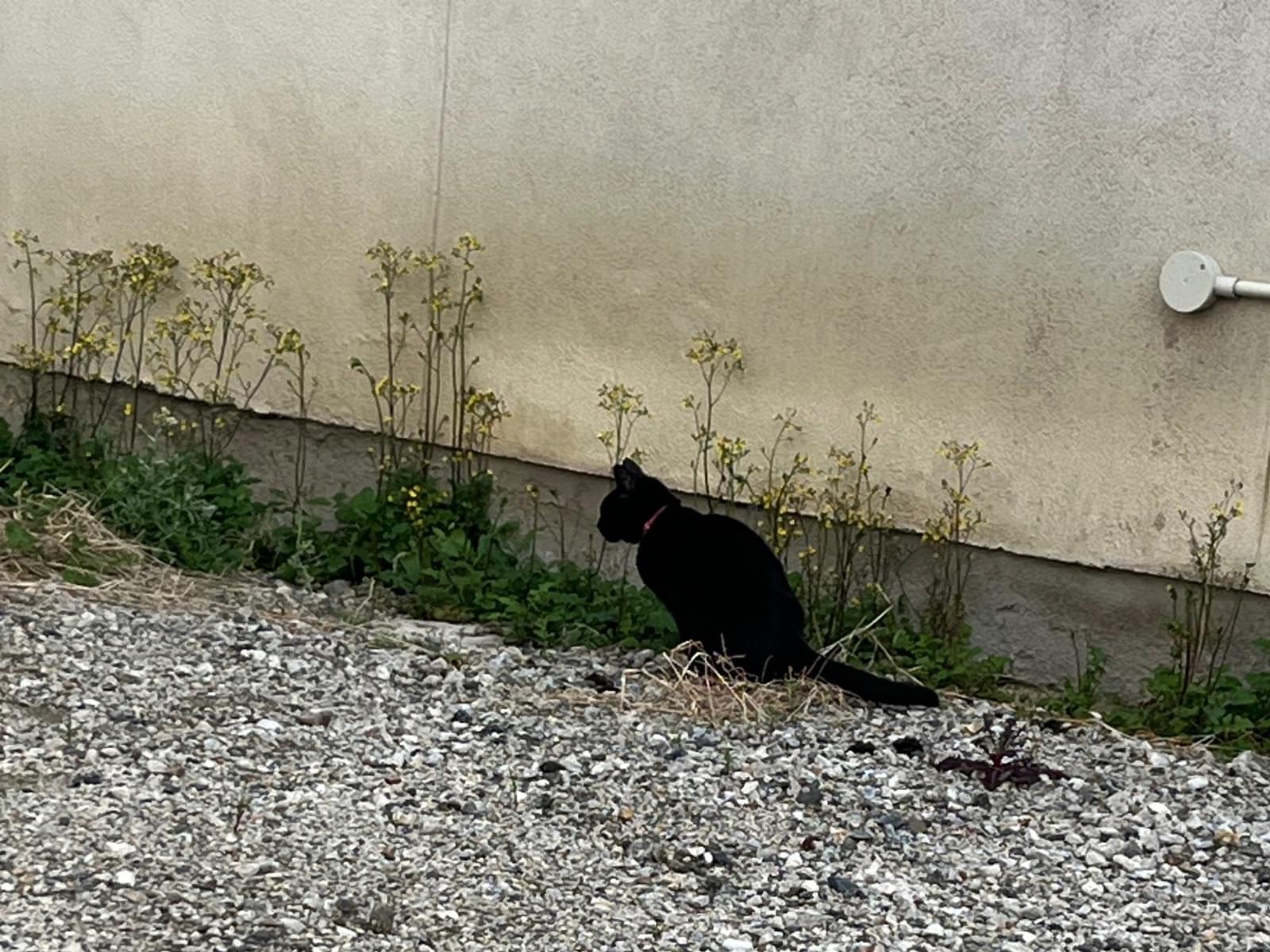 目撃された猫 目撃された猫