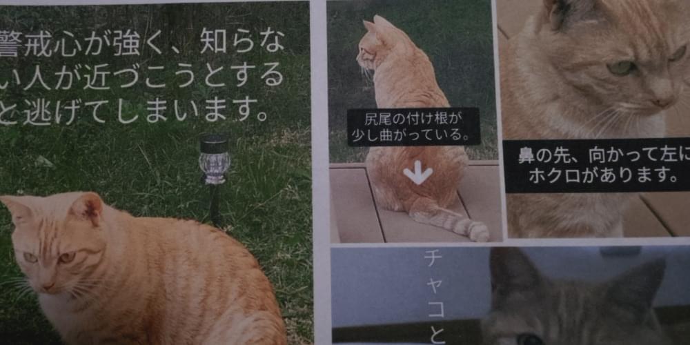 茶トラの猫をずっと探しています
