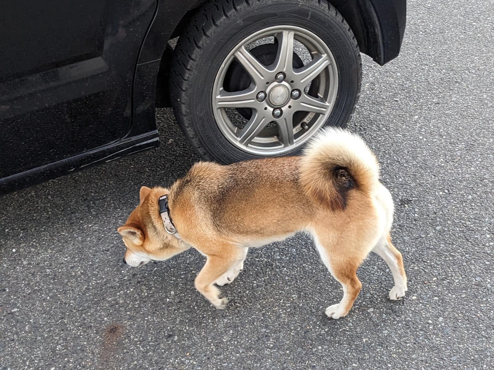 目撃された犬 目撃された犬