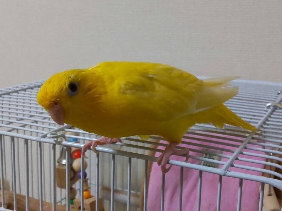 ピアスちゃん ピアスちゃん