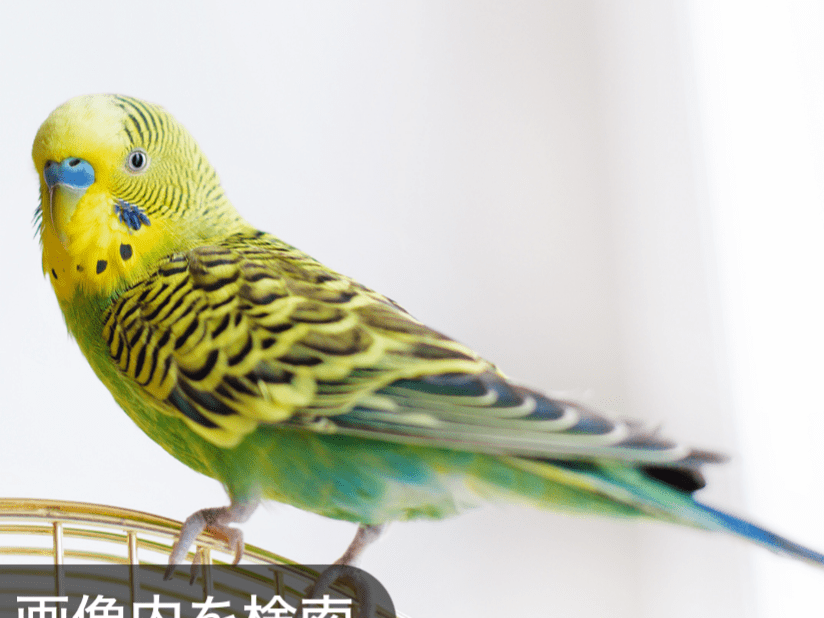 目撃された鳥 目撃された鳥