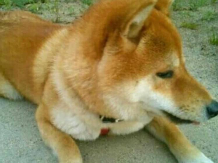 ポンタちゃん ポンタちゃん