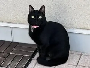 黒猫探しています
