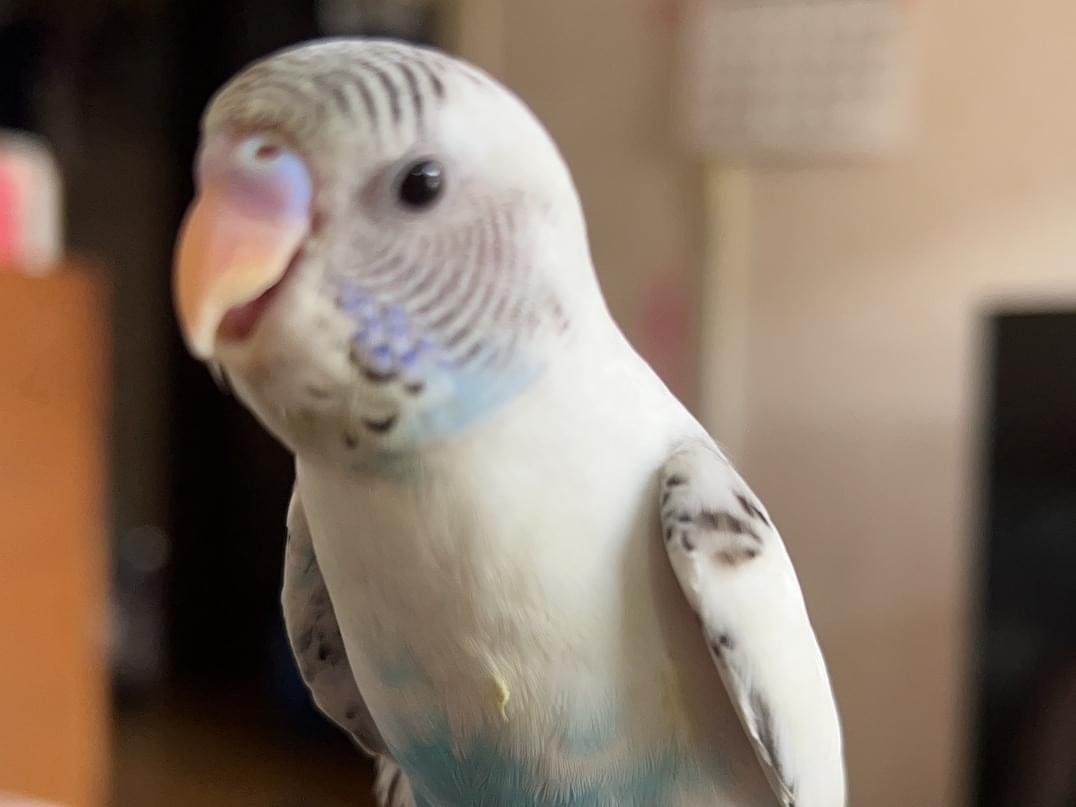クンクンちゃん クンクンちゃん