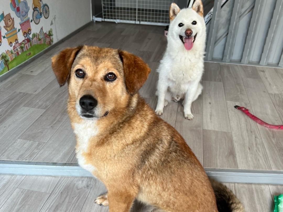 あん たいちゃん