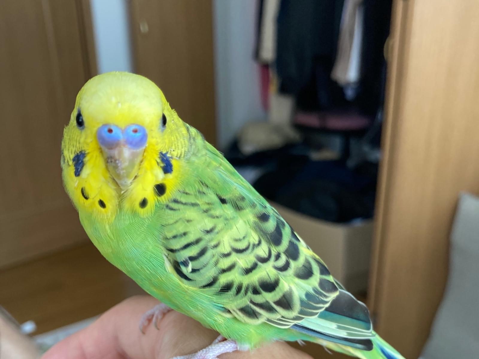 ぴーこちゃん ぴーこちゃん