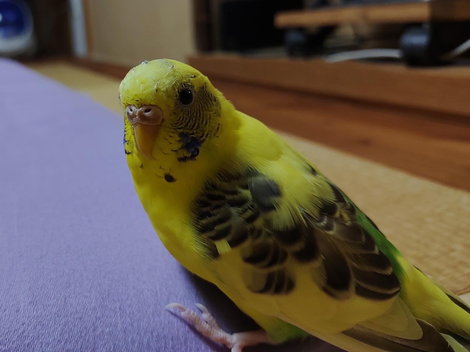 カカロちゃん カカロちゃん
