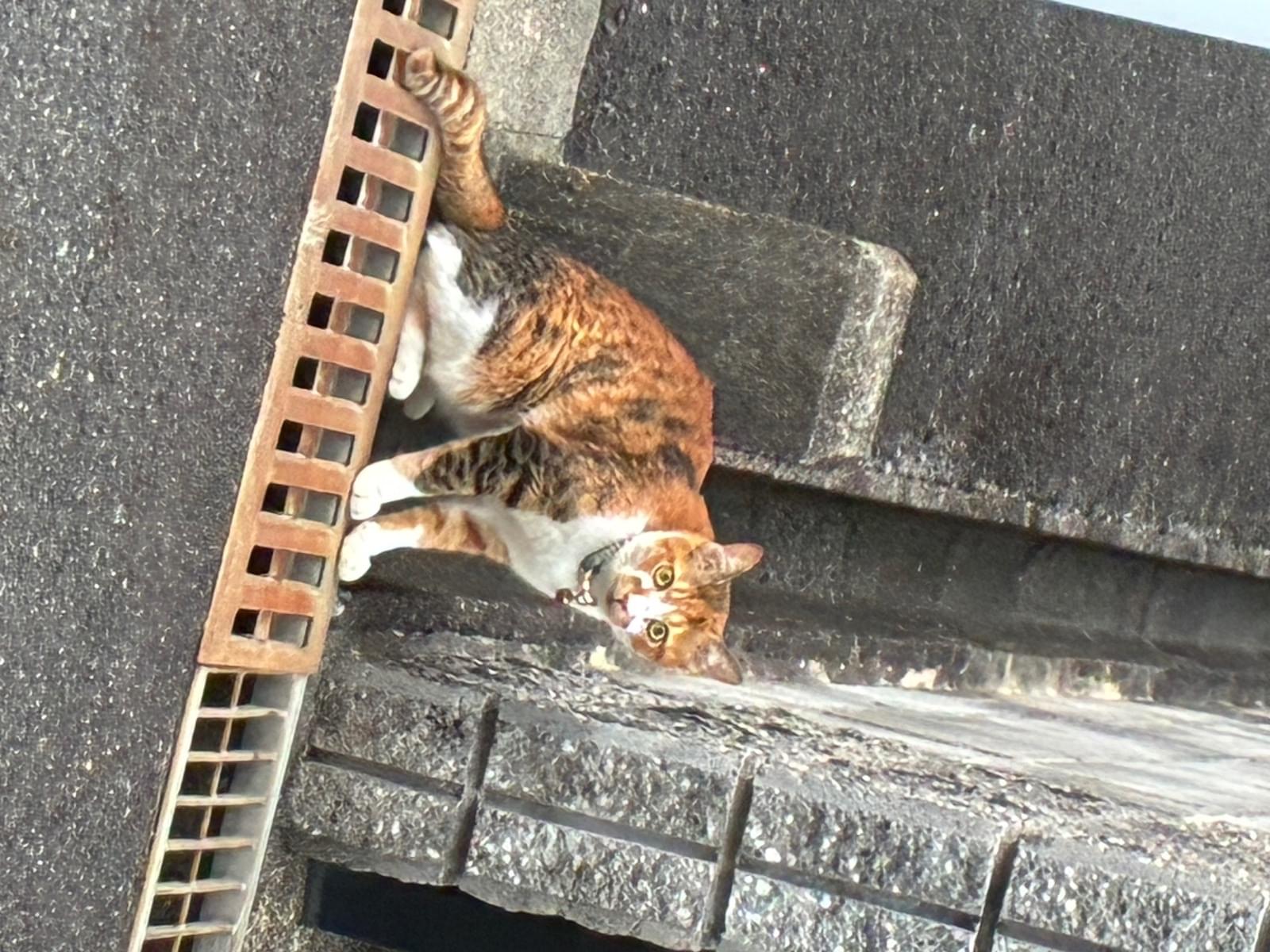 目撃された猫 目撃された猫